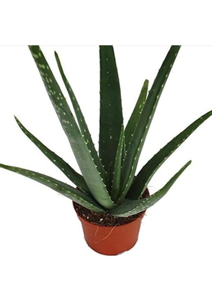 Saksılı Aloe Vera Bitkisi ( 12'lik Saksıda)( Barbadensis)