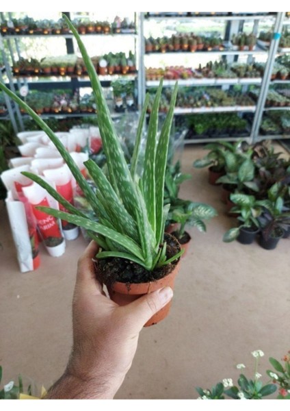 Saksılı Aloe Vera Bitkisi ( 12'lik Saksıda)( Barbadensis) fiyatları