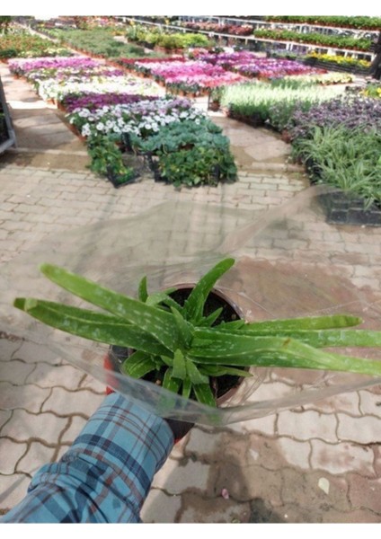 Saksılı Aloe Vera Bitkisi ( 12'lik Saksıda)( Barbadensis) modelleri