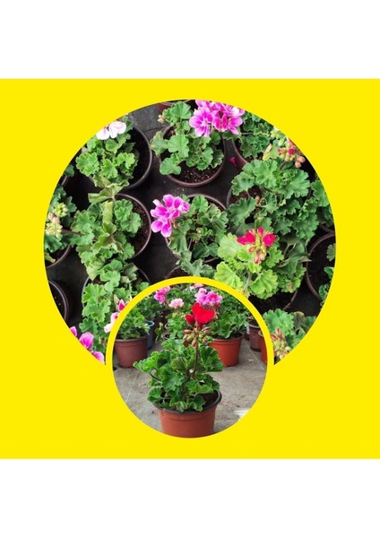 5 Adet Sardunya Fidesi 5.5 Mini Saksıda