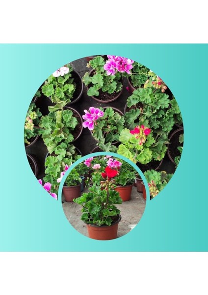 5 Adet Sardunya Fidesi 5.5 Mini Saksıda fiyatları