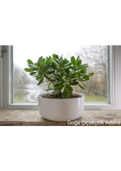 Para Çiçeği Bereket Ağacı Crassula Ovata