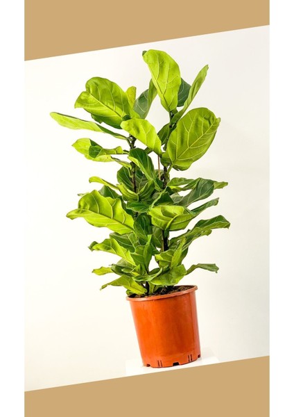 Çift Köklü Ficus Lyrata Keman Yapraklı Kauçuk 120-150 cm