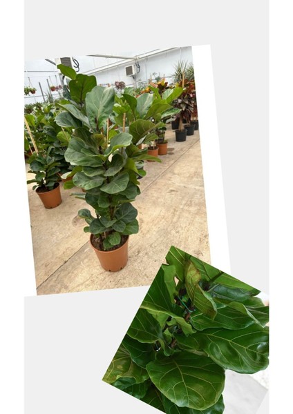Çift Köklü Ficus Lyrata Keman Yapraklı Kauçuk 120-150 cm modelleri