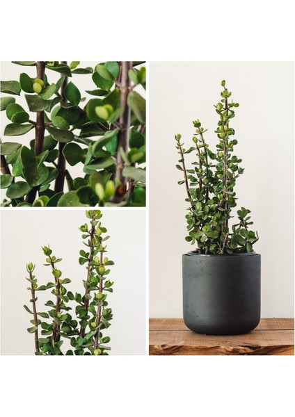 Bonsai Para Ağacı Dekoratif Saksıda Hediyelik