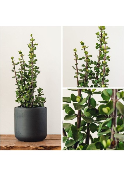 Bonsai Para Ağacı Dekoratif Saksıda Hediyelik fiyatları