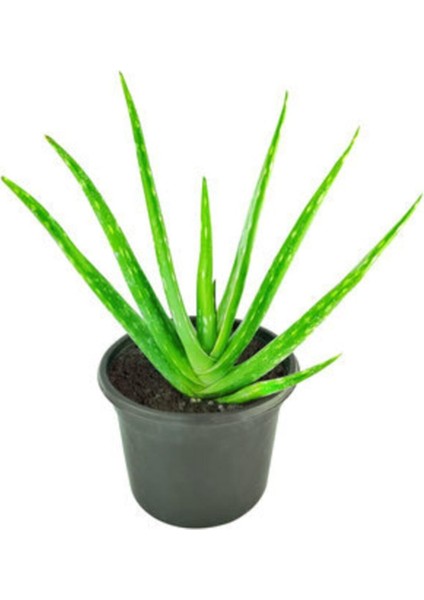 Ecoplant Aloe Vera