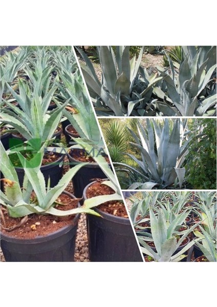 Agave Salmiana Saksılı Doğa Flora
