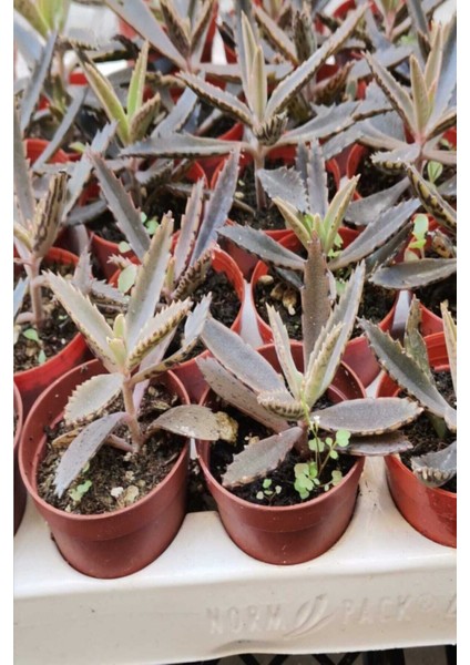 Sukulent ( Aşkın Göz YAŞI)1ADET Fiyatıdır