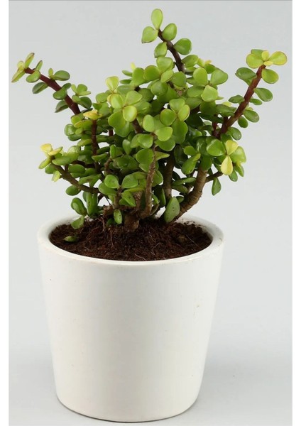 Portulacaria Afra Para Ağacı Fil Azlığı