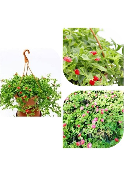 Buz Çiçeği Sarmaşığı Askılı Oksijen Mekinesi