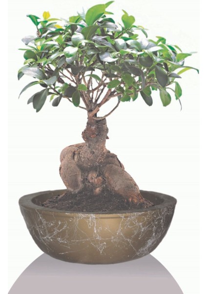 Büyük Boy Bonsai Saksı Gold Geniş Saksı
