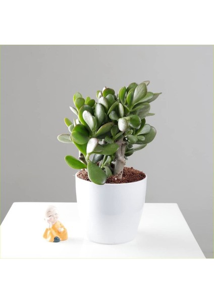 Yetişkin Para Ağacı Bereket İyi Şans ve Para Çiçeği Crassula Ovata Özel Beton Saksıda