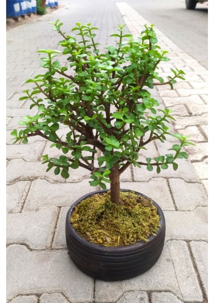 Bonsai Para Ağacı - Para Çiçeği - Bereket Ağacı