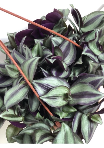 Tradescantia Zebrina ( Telgraf Çiçeği )