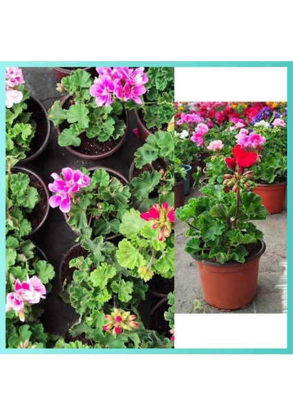 20 Adet Sardunya Fidesi 5.5 Mini Saksıda