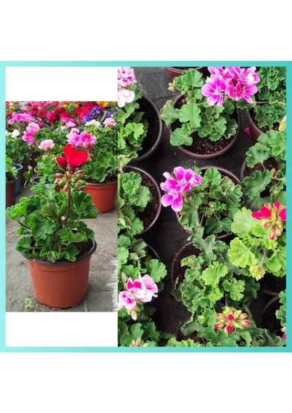 20 Adet Sardunya Fidesi 5.5 Mini Saksıda fiyatları