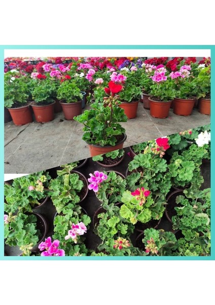 20 Adet Sardunya Fidesi 5.5 Mini Saksıda modelleri