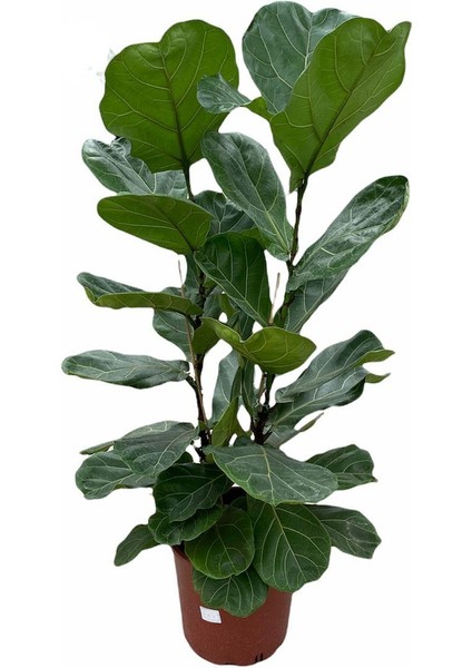 2 Köklü Ficus Lyrata Keman Yapraklı Kauçuk 120 cm