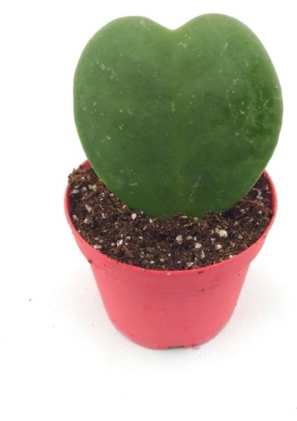 Hoya Kerii - 8.5 cm Saksı