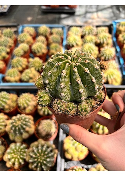 Echinopsis Oxygona Kaktüs (Bol Yavrulu Kaynana Topuzu) - 8,5 cm modelleri