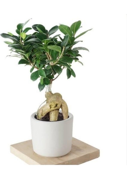 Ginseng Bonsai Ficus 1881