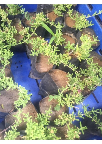 9 Adet Acem Halısı Fidanı fiyatları