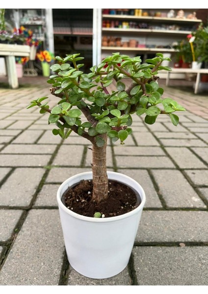 Portulacaria Afra Bonzai