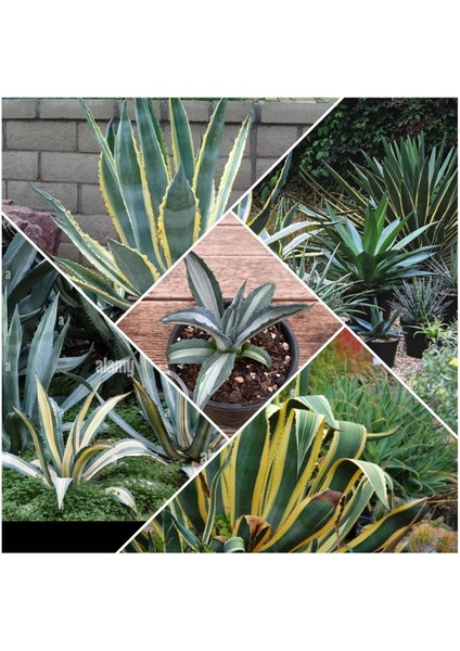 Agave Americana Fidesi Kampanya