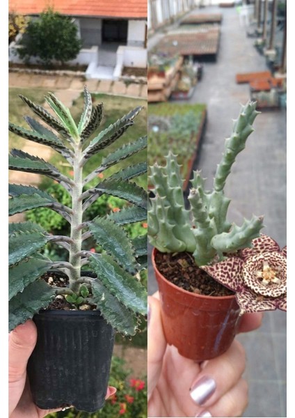 1 Aşkın Gözyaşı + 1 Leş Kaktüsü