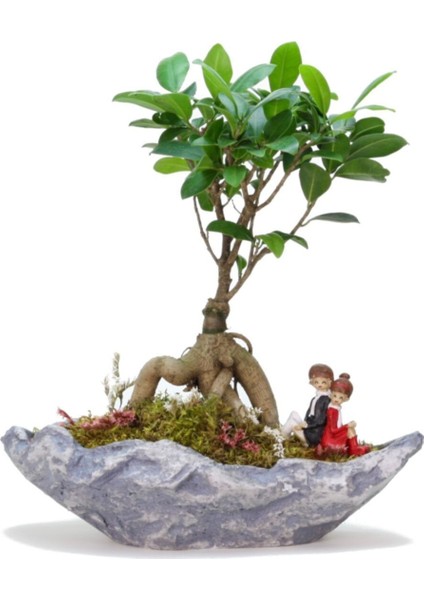 Stonehenge Ficus Bonsai ve Sırt Sırta Sevgililer