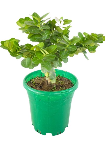 Natal Eriği Carissa Macrocarpa 2 Litrelik Saksıda