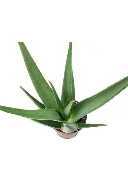 Aloe Vera Sarısabır 10.5 Saksıda