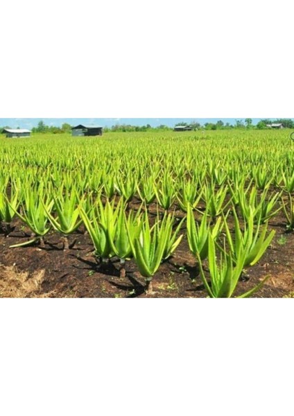 Aloe Vera Sarısabır 10.5 Saksıda