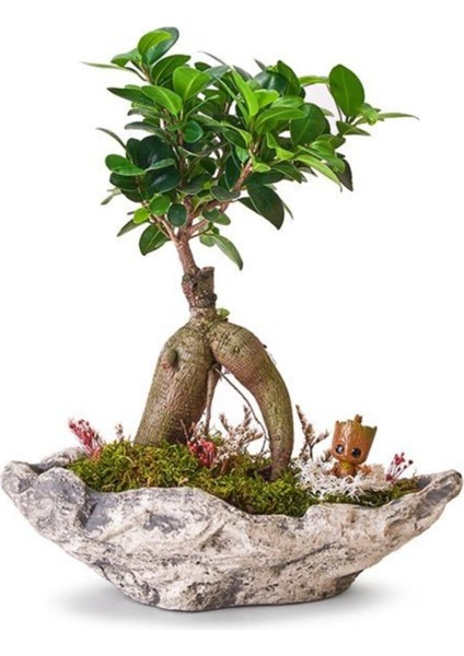 Taş Saksıda Ficus Bonsai ve Groot