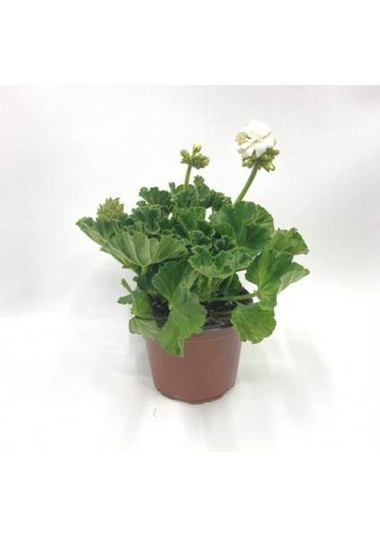 Beyaz Sardunya Çiçeği Fidanı 5-15 cm