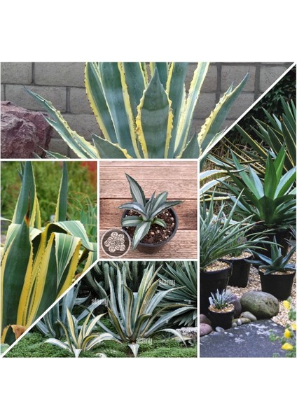 Agave Americana Fidesi