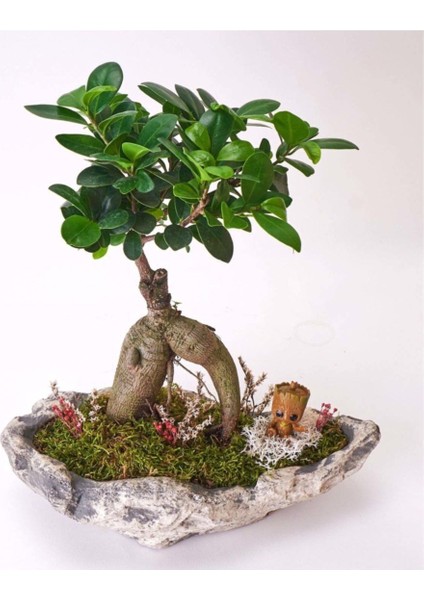 Taş Saksıda Ficus Bonsai ve Groot modelleri