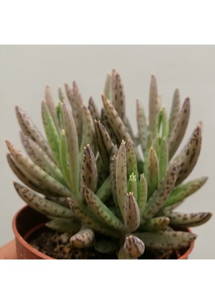 Kalanchoe Daigremontiana Aşkın Gözyaşı Bitkisi Sukulent