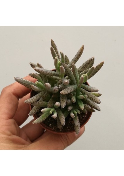 Kalanchoe Daigremontiana Aşkın Gözyaşı Bitkisi Sukulent fiyatları