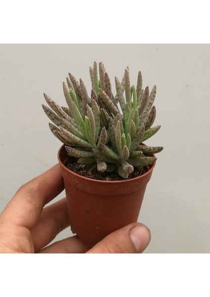 Kalanchoe Daigremontiana Aşkın Gözyaşı Bitkisi Sukulent modelleri