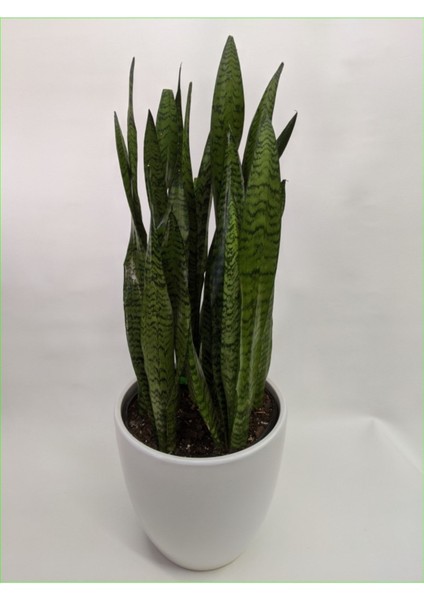 Peygamber Kılıcı Paşa Kılıcı Dekoratif Özel Saksılı 0101