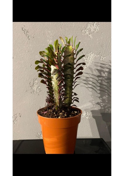 Euphorbia Trigona Rubra