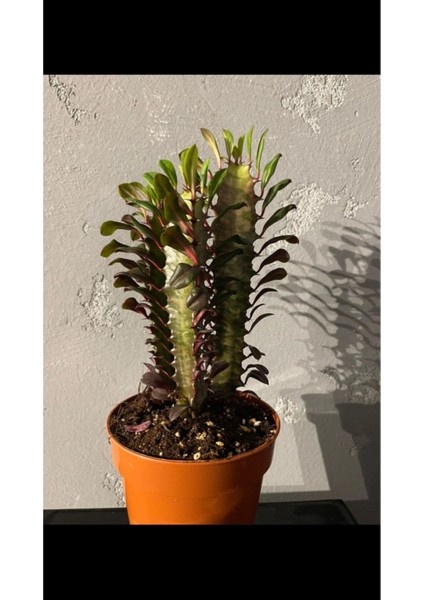 Euphorbia Trigona Rubra fiyatları