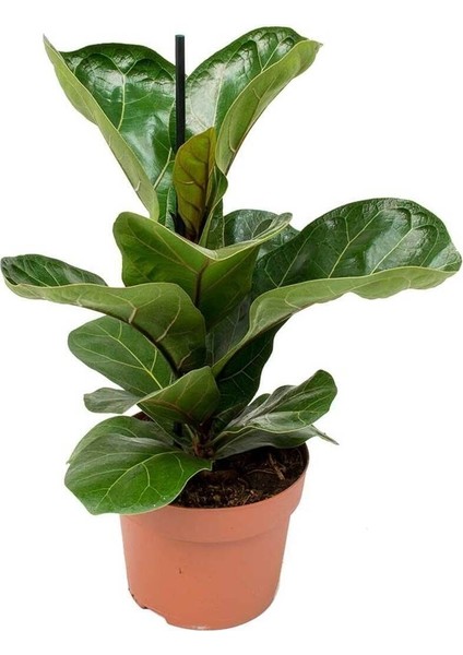 Bodur Keman Yaprak Kauçuk Bitkisi - Ficus Lyrata Bambino 35-45CM