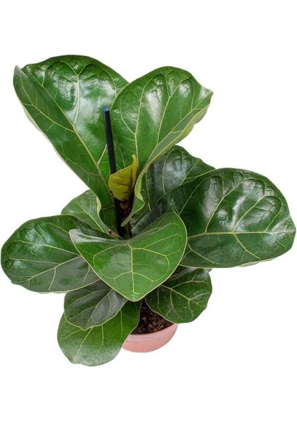 Bodur Keman Yaprak Kauçuk Bitkisi - Ficus Lyrata Bambino 35-45CM fiyatları