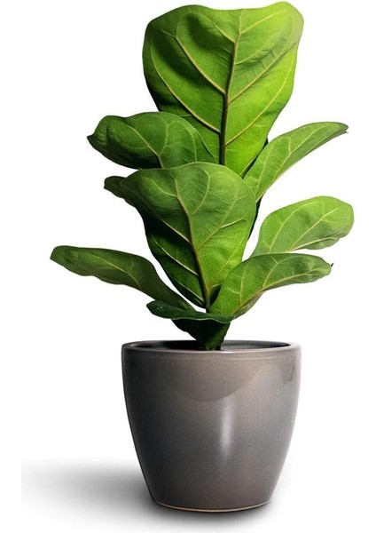 Bodur Keman Yaprak Kauçuk Bitkisi - Ficus Lyrata Bambino 35-45CM modelleri