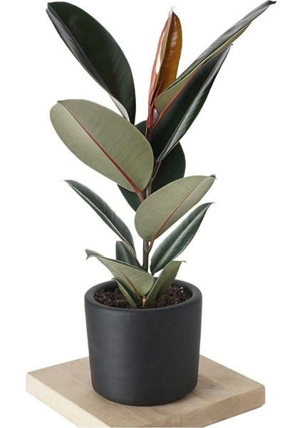 Özel Siyah Saksda Ficus Elastica (Kauçuk Bitkisi) Large