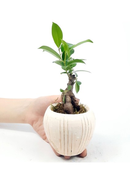 Eskitme Çizgi Desenli Saksıda Ficus Bonsai