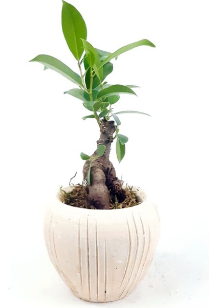 Eskitme Çizgi Desenli Saksıda Ficus Bonsai fiyatları